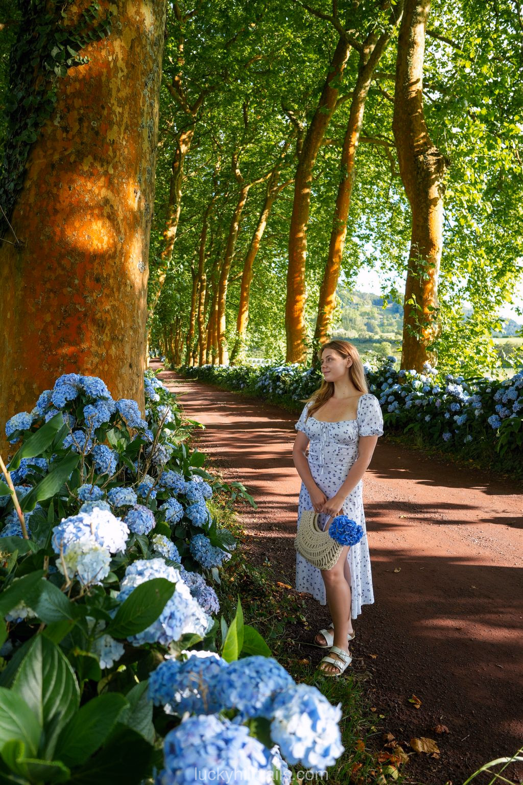 Parking pocket along Alameda dos Plátanos among the hydrangeas, São Miguel island, Azores